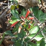 Dianthera candicans Flower