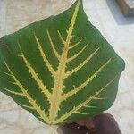 Erythrina variegata Ffrwyth