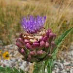 Cynara cardunculusFleur