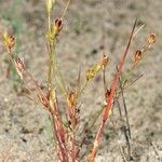 Juncus rechingeri Habit