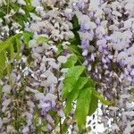 Wisteria sinensis (Sims) DC.Кветка