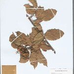 Connarus coriaceus