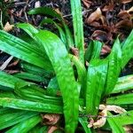 Carex plantaginea Leaf