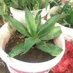 Agave guiengola Hoja