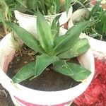 Agave guiengola Blad