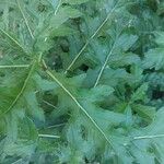 Cirsium altissimum Habitus