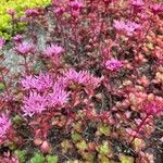 Sedum spurium Blomst