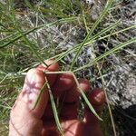 Lomatium triternatum Φρούτο