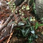 Chimaphila maculata Hoja