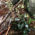 Chimaphila maculata 叶