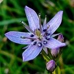 Swertia perennis Flower