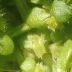 Valantia muralis Flower