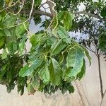 Combretum kraussii Leaf