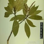 Pieris formosa Mosusu