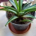 Agave decipiens পাতা