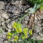 Euphorbia serrata Habitus