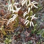 Diphasiastrum alpinum Likasa