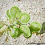 Dithyrea californica Плод