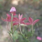 Kohautia grandiflora Flor