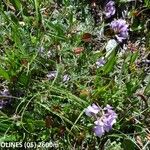 Oxytropis lapponica आदत