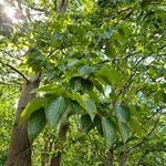 Populus balsamifera List