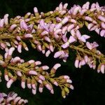 Lonchocarpus macrophyllus Flower