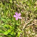 Geranium asphodeloides Flor