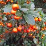 Pyracantha coccinea Фрукт