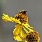 Helenium autumnale Çiçek
