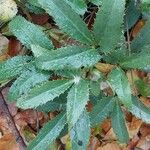 Helleborus lividus Leaf