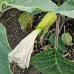 Datura innoxia പുഷ്പം