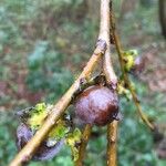 Diospyros virginiana Fruit