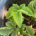 Rubus idaeus Blad