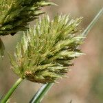 Cyperus rigens Blüte