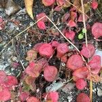 Persicaria capitata Fuelha