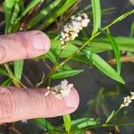 Persicaria glabra Flower