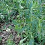 Lepidium densiflorum Leaf