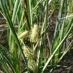 Carex rostrata Otro