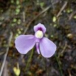 Utricularia geminiloba Floare