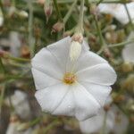 Convolvulus floridus Blüte