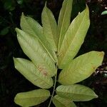 Paramachaerium gruberi Leaf