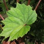 Begonia sericoneura Ліст