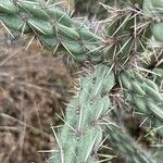 Cylindropuntia imbricata Φύλλο