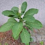 Phytolacca esculenta 葉