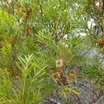 Stenocarpus milnei Hàbitat