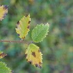 Betula humilis Folha