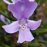 Westringia eremicola Flower