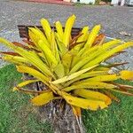 Aechmea blanchetiana Leaf