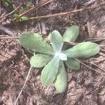 Pseudognaphalium luteoalbum Leaf