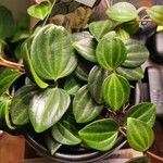 Peperomia quadrangularis Leht